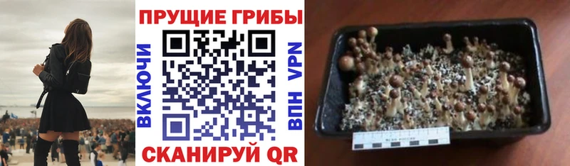 Галлюциногенные грибы Psilocybine cubensis  Себеж 